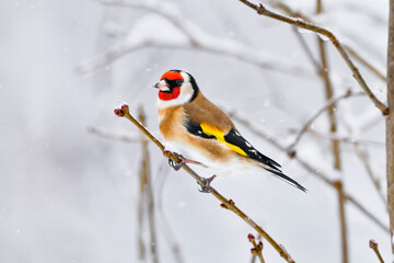 Wall Mural - goldfinch in winter snowfall