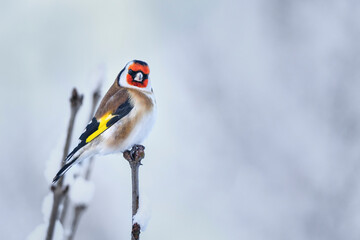 Wall Mural - goldfinch in cold winter weather