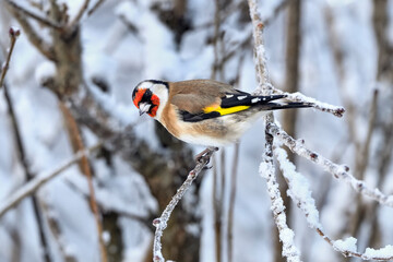 Wall Mural - goldfinch in cold winter weather