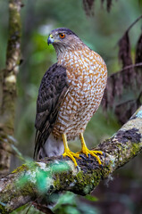 Wall Mural - coopers hawk