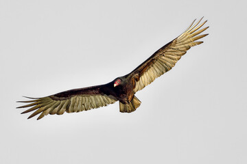 Wall Mural - turkey vulture flyover. it's always nice to watch these perfect gliders in the air flowing with the 