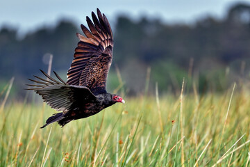 Wall Mural - turkey vulture flyby.