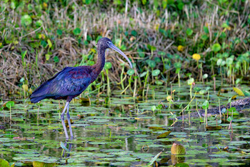 Wall Mural - glossy ibis in the habitat