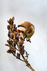 Wall Mural - goldfinch looking for food in winter