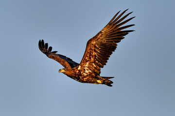 Wall Mural - white-tailed eagle in full swing