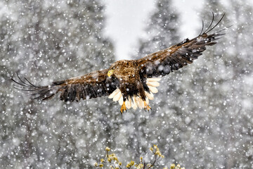 Wall Mural - white-tailed eagle in heavy snowfall