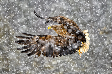 Wall Mural - white-tailed eagle in heavy snowfall
