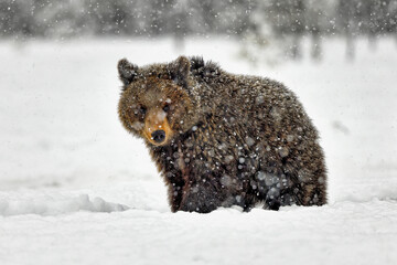 Canvas Print - Bear cub in snow blizard.