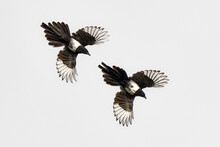 Magpie Chase In The Air.