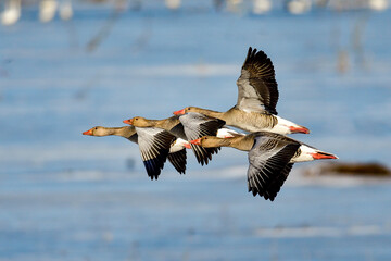 Wall Mural - greylag goose