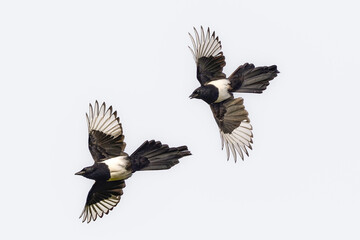 Canvas Print - Magpie chase in the air.