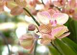 Fototapeta Kwiaty - Orchideen