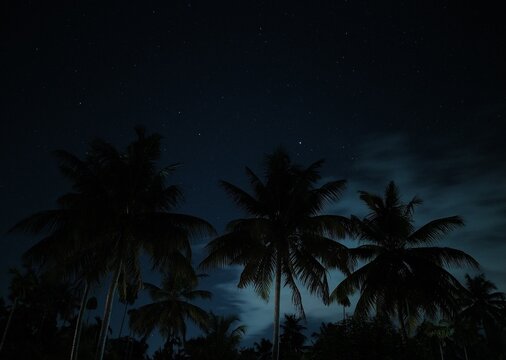 Adorable astrology and astronomy background of clear dark blue and black starry night sky with small shiny stars and clouds. Rural village view of coconut palm tree plantation near tropical forest.