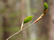 bud on a tree, spring, twig, bud on a tree, blooming, leaf,