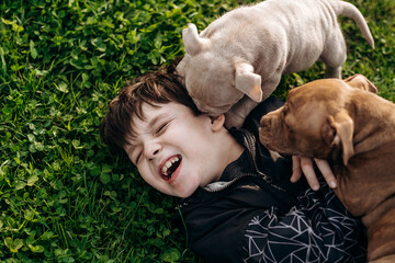 American bull puppies for a walk in the park. A cute boy sits on the grass and plays with several puppies