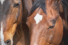 Close Up Portrait Of The Heads Of Bay Horses. Full Frame