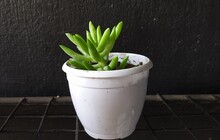 Decorative Tiny Green Indoor Succulent Plant For Home, Office, Apartment And Loving Living Room Interior Growing Inside Small White Pot Isolated On Black Background With Copy Space. Closeup Side View