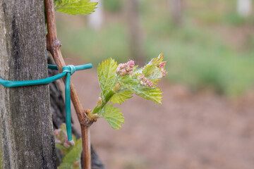 In the spring, vine shoots begin to grow in the vineyard