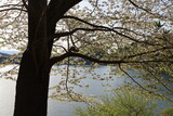 Fototapeta  - 桜と湖