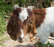 Tête de Chèvre Boer vue de près cou et tête brun à pie rouge, oreilles pendantes, nez busqué et cornes rondes en arrière