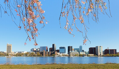 Wall Mural - Boston Charles River Esplanade on a sunny spring day with cherry blossom. The Charles River Esplanade is a public park situated in the Back Bay area of the city, on the south bank of the Charles River