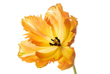 Wall Mural - orange tulip on the white