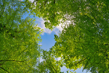 Wall Mural - a great view up into the trees direction sky in may, germany