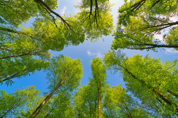 A great view up into the trees direction sky in may, Germany