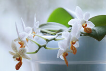  Phalaenopsis Orchid "Mini Mark" In Fool Bloom