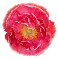 Wall Mural - poppy flower isolated