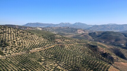 Wall Mural - survol des champs d'oliviers (oliveraies), hacienda et village blanc en Andalousie dans le sud de l'Espagne