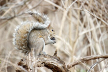 A Grey Squirrel Eating A Chestnut
