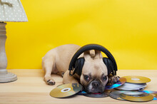 Purebred Female French Bulldog With A Cheerful Muzzle In Headphones Against A Yellow Wall Under A Cozy Vintage Lamp With A Green Lampshade With White Polka Dots Lies On Music Discs.