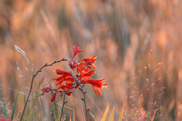 Canvas Print - Wild flowers