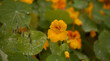 Flora of Gran Canaria -  Tropaeolum majus, the garden nasturtium, introduced and invasive plant, edible, natural macro floral background
