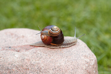 A small snail sits on a large snail that crawls on a rock.