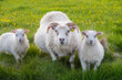 Sheep with lamb on the icelandic countryside