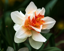 Bright Creamy White And Orange Center Daffodil With Bokeh Background, Close Up.