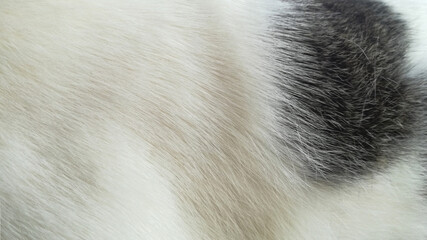 white and black fluffy fur of a pet cat.