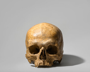 Wall Mural - Human skull on grey background