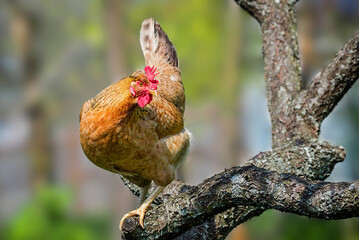Wall Mural - chicken on the tree in the backyard