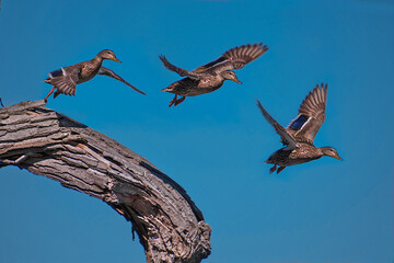 Wall Mural - three mallard ducks in flight