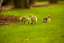 Baby Geese Walking Around A Park Looking For Food.