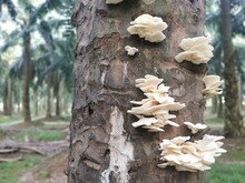 The White Bracket Fan-shaped Fungi