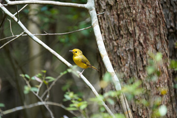 Wall Mural - Hooded Warbler Female