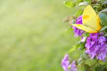 Yellow Butterfly On Purple Flowers Background