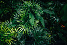 Tropical Leaves And Trees Background