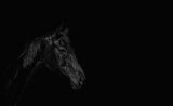 Fototapeta Konie - Portrait of a beautiful black stallion on a black background