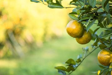 Wall Mural - Ripe oranges on branches have green leaves Orange in farm with copy space.