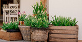 Fototapeta Tulipany - Tulipany w dużych ilościach nasadzone w ozdobnych donicach dekorują nowoczesny taras w nowoczesnym domu parterowym